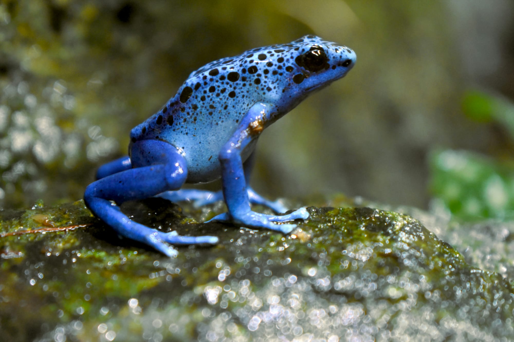 Kenapa Katak Pun Ada 'Hari Katak Sedunia'?